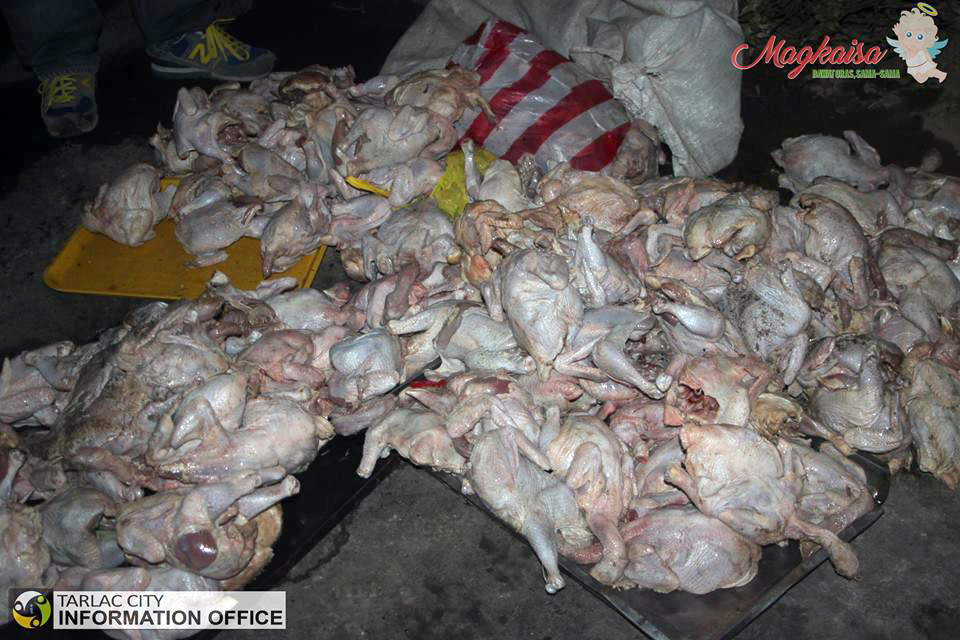 “HOT CHICKEN” - A total of two hundred (200) kilograms of chicken meat, unsafe for human consumption, was confiscated by the City Veterinary Office and City Meat Inspection Division on January 28 at the City Uptown Market. The confiscated ‘hotmeat’ were incenerated and disposed of properly. The question now is, how do we determine if the chicken we’re buying is safe to eat?/photo by Tarlac City Information Office